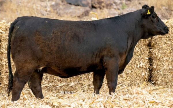 Lote 13