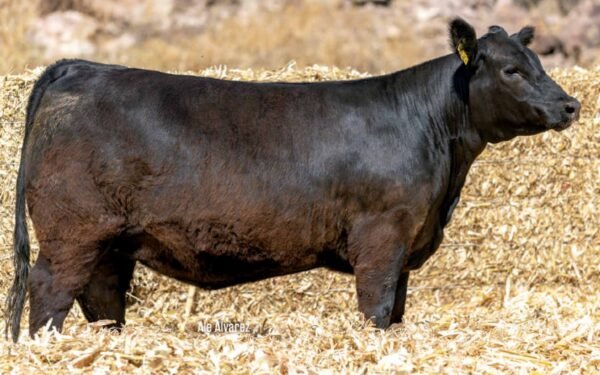 Lote 17