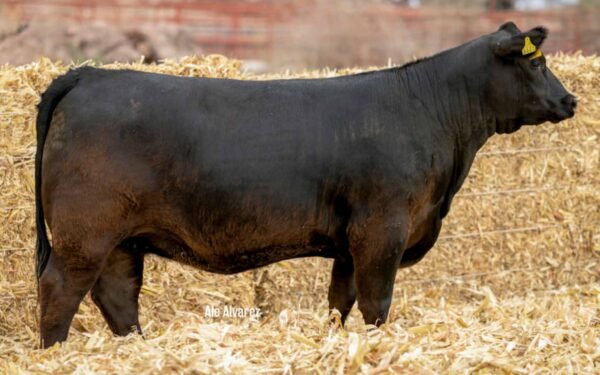 Lote 14