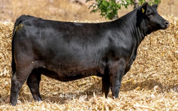 Lote 15
