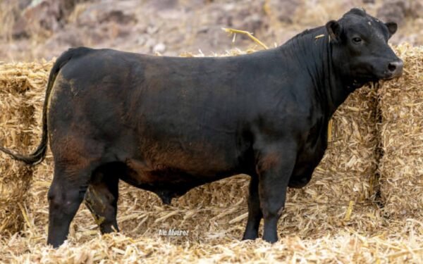 Lote 40A