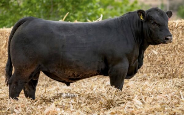 Lote 39B