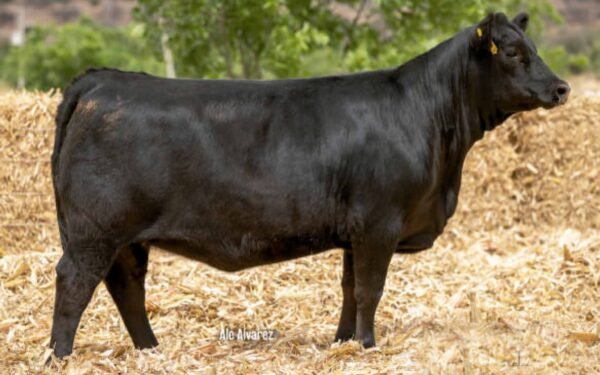 Lote 10C