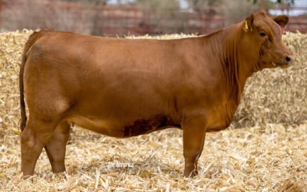 Lote 08