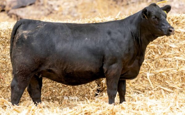 Lote 05