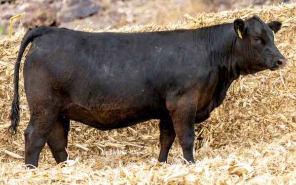 Lote 07