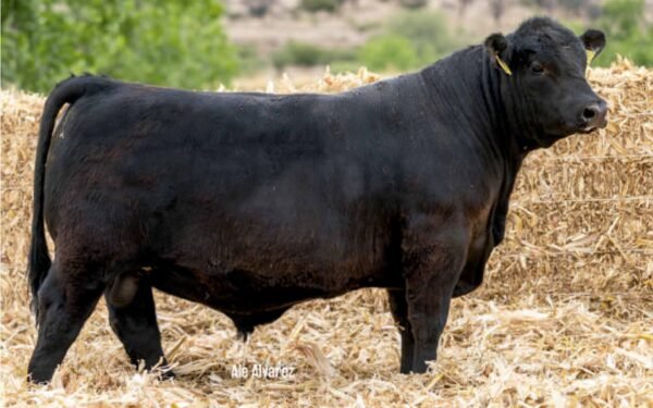 Lote 37B