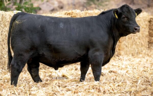 Lote 29B