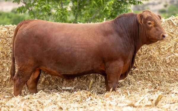 Lote 34A
