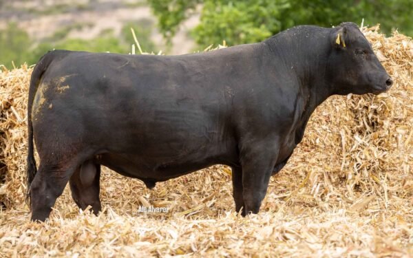 Lote 41A