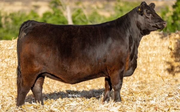 Lote 16