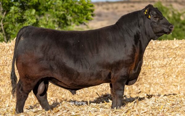 Lote 38A