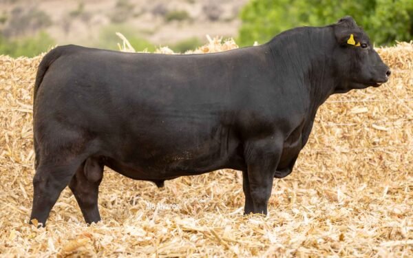Lote 34B