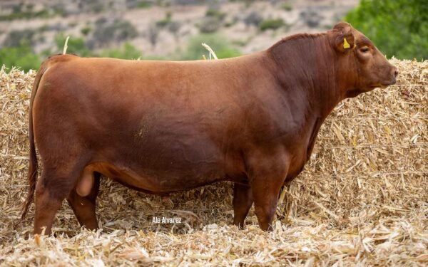 Lote 41B
