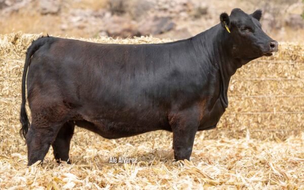 Lote 04A