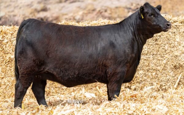Lote 04B