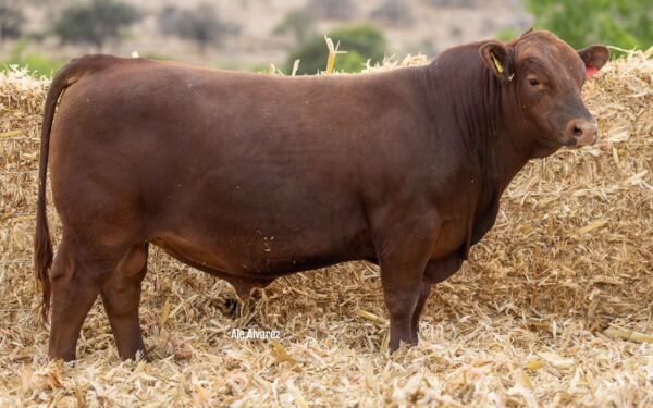Lote 39A
