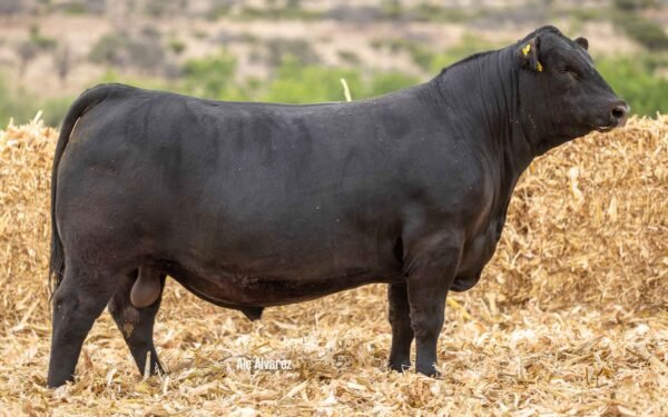 Lote 35A