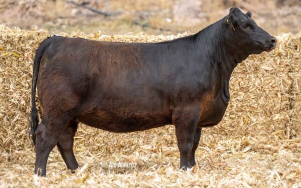 Lote 04C
