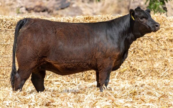 Lote 03B