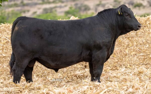 Lote 32B