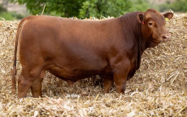 Lote 31A