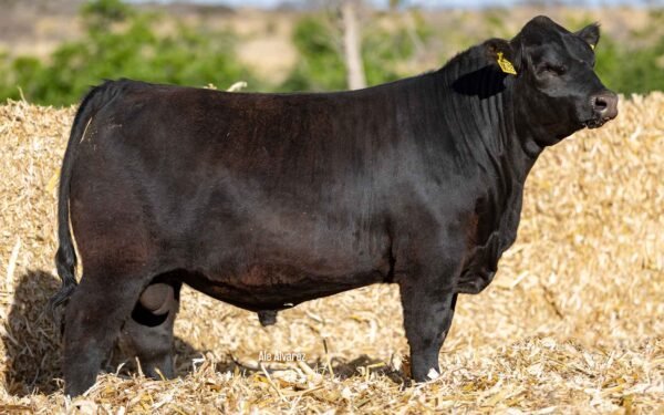 Lote 37A