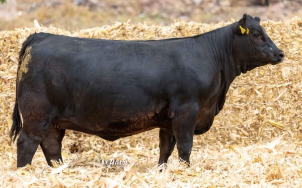 Lote 09
