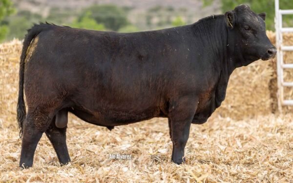 Lote 31B