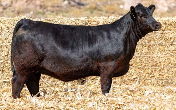 Lote 03A