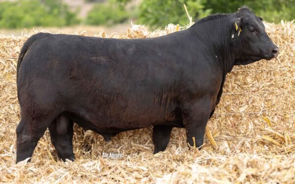 Lote 33A