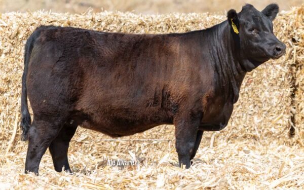 Lote 18