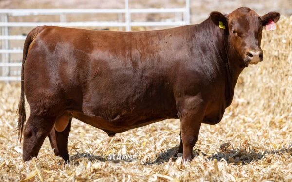 Lote 25A