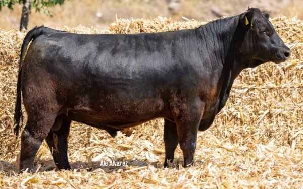 Lote 28B