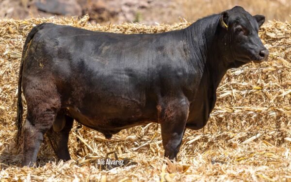Lote 29A