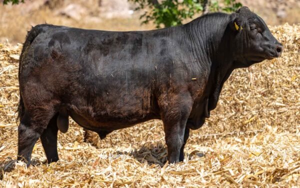 Lote 30A