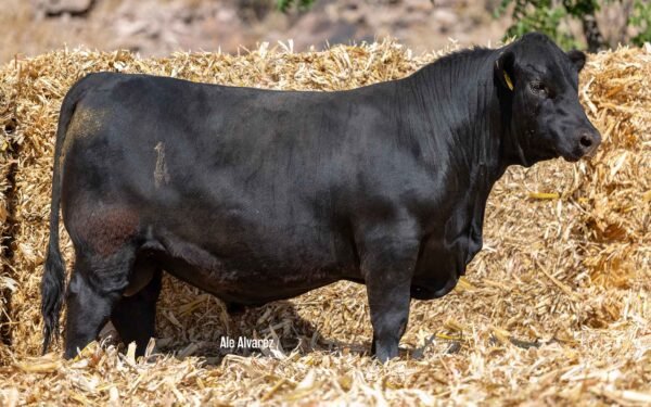 Lote 26A