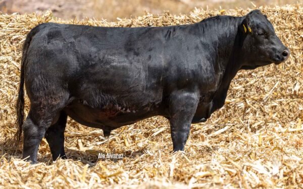 Lote 30B