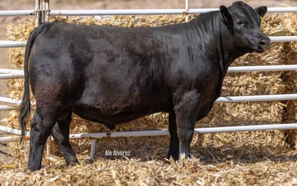 Lote 26B