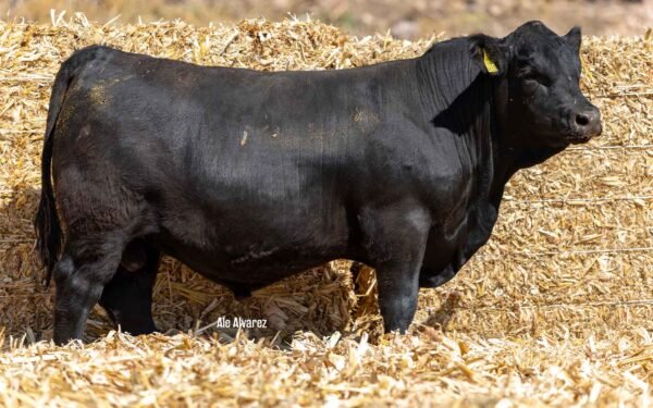 Lote 25B