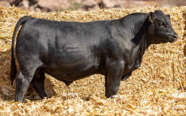 Lote 27A