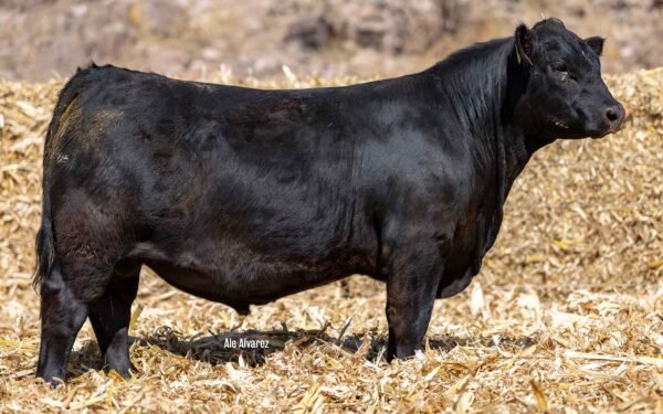Lote 27B