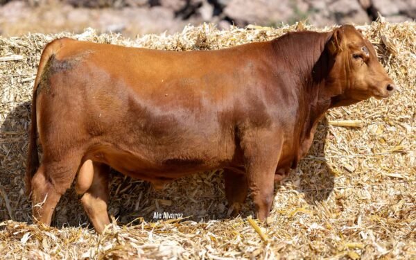 Lote 24B