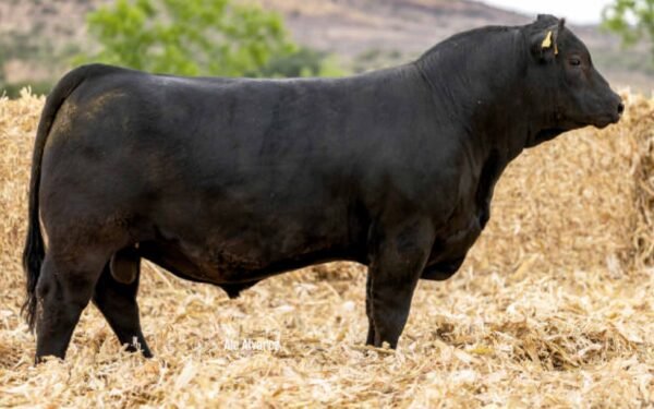Lote 35B
