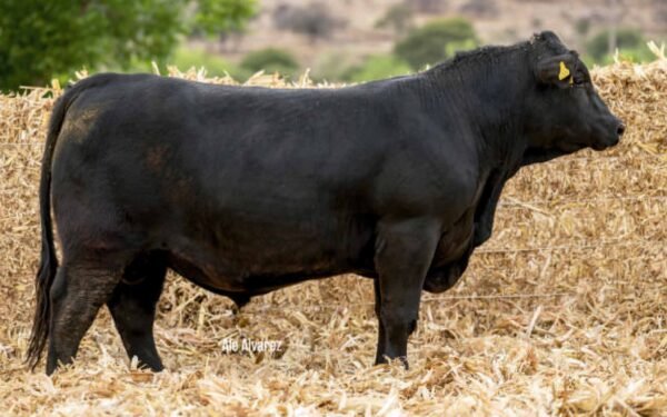 Lote 40B