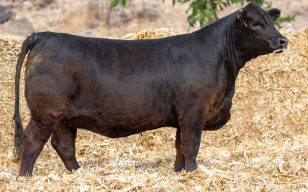 Lote 02