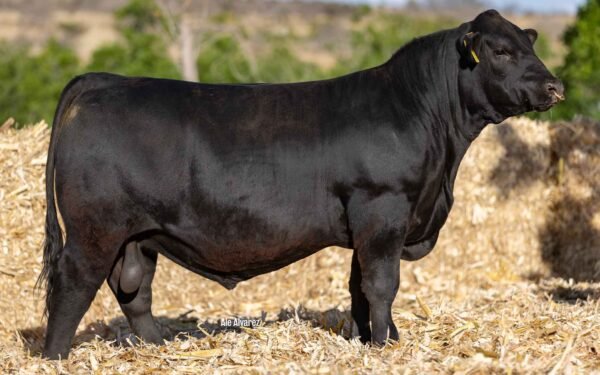Lote 38B